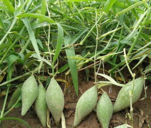 地梢瓜怎样吃,探索家常美味新选择