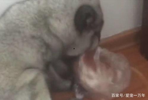 吃瓜事件狐狸,狐狸的意外“成名”之旅