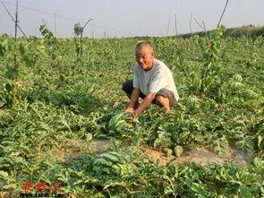 永寿吃瓜视频,揭秘当地特色美食背后的故事