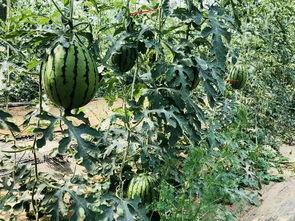 城城吃瓜,揭秘娱乐圈那些不为人知的幕后故事