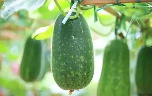 每天吃瓜最佳时间,每日最佳“吃瓜”时光，让你轻松享受夏日清凉