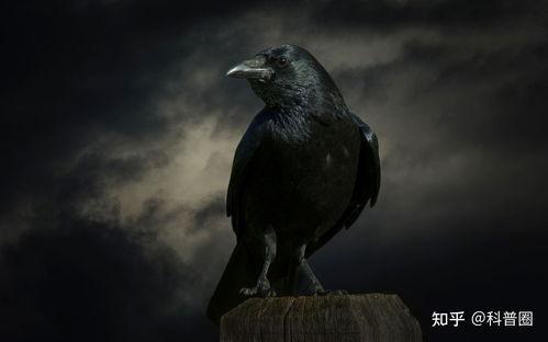 乌鸦吃瓜名场面,一场意想不到的“瓜界”风云