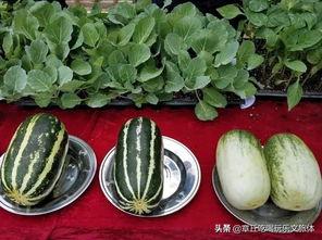 章丘吃瓜事件视频,一场引发热议的网络风波