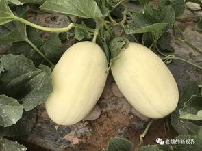 边擦脸边吃瓜,轻松享受生活的小确幸