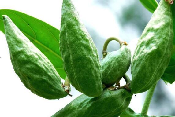 怀孕可以吃牛角瓜,牛角瓜助力健康孕育