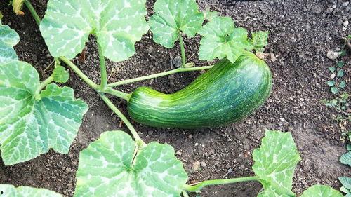 儿童吃瓠瓜后呕吐,儿童食用瓠瓜后呕吐现象解析