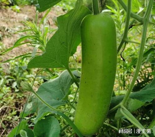 夜晚在家吃瓜,家的温馨时光