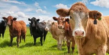 吃瓜疯马牛,揭秘娱乐圈的疯狂故事与幕后真相