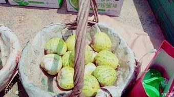 瓜出没吃年货,探寻年节美食背后的故事