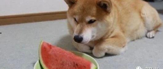 吃瓜萌宠,揭秘宠物界的欢乐时光