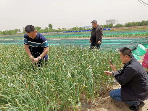 平度仁兆镇吃瓜,瓜香四溢的夏日美食之旅