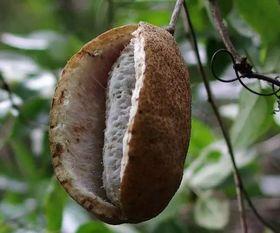 八月瓜吃的,探寻神秘果实的营养与魅力