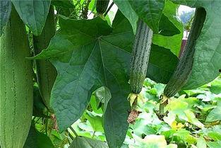 水瓜几月吃,夏季美味尽享时