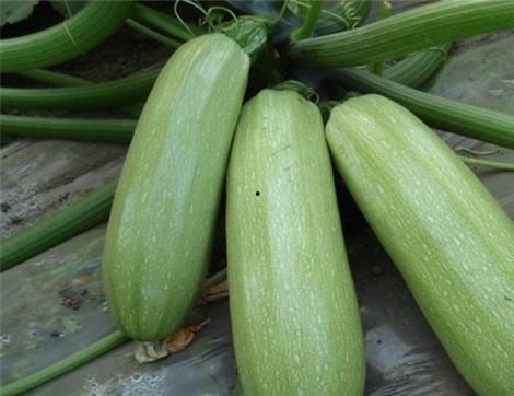 吃银瓜有哪些好处,揭秘吃银瓜的五大益处