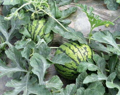 进山吃瓜,进山吃瓜的奇妙之旅