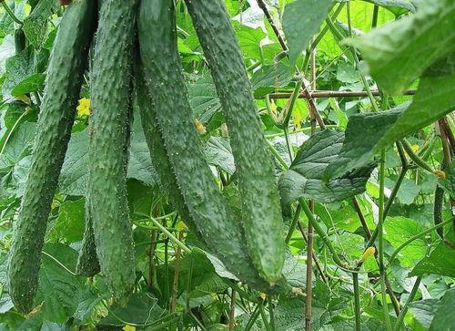 做梦吃梨瓜,一梦梨瓜香，唤醒味蕾之旅