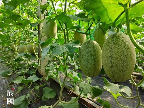 初辰吃瓜后续,揭秘娱乐圈风云再起