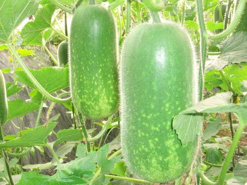 大饱口福吃瓜图片大全,吃瓜图片大全，视觉盛宴来袭！