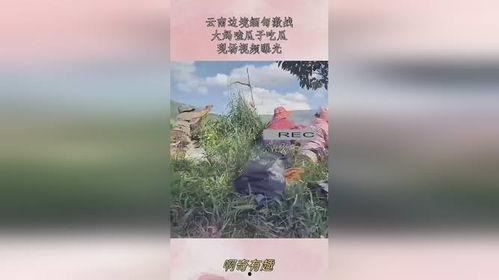 边境大妈吃瓜原视频,揭秘农村生活趣味瞬间