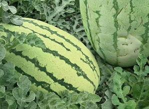 520吃瓜的样子,揭秘网络热议背后的真相