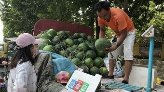往年吃瓜今年吃瓜,从往年吃瓜到今年吃瓜的甜蜜变迁