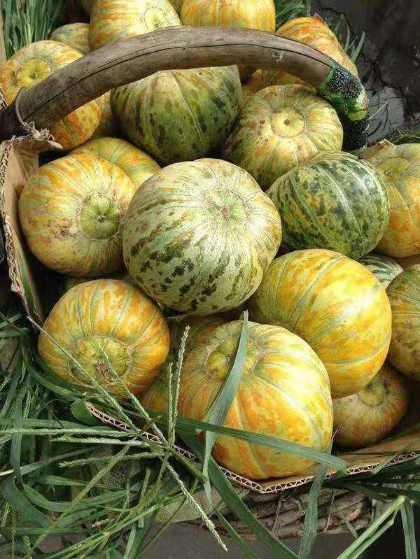 大面瓜怎么吃,探索美味新境界