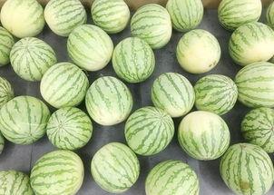 真实吃瓜的视频,一场视觉盛宴的幕后故事