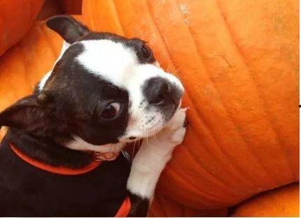 幼犬是否可以吃瓜,瓜类水果的适宜性解析