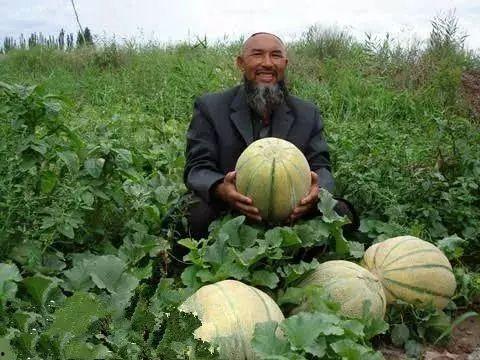 新疆老人吃的瓜,老人舌尖上的甜蜜记忆
