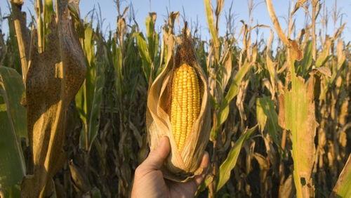 哈密瓜和玉米可以吃吗,健康美味两不误