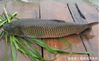 青鱼吃茭瓜草,茭瓜草的独特魅力